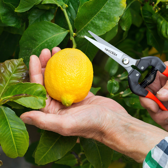 Ventool 7.5’’/190mm Fruit Shears, Gardening Hand Pruners - Orange